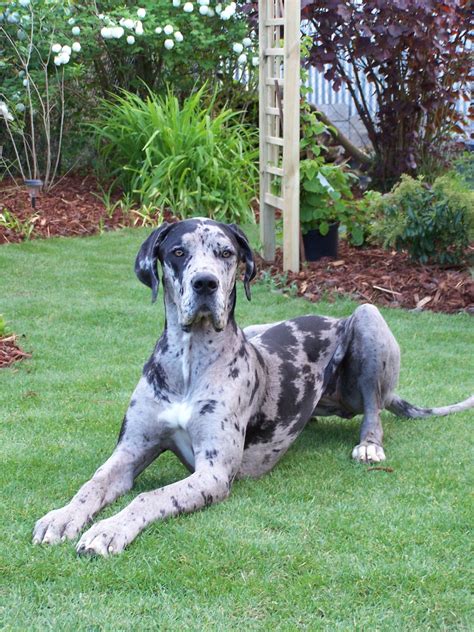 blue merle harlequin great dane|blue merle great dane pics.